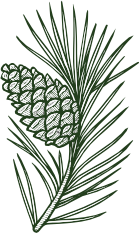 piña